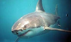 4 Sept, 2001 Shark Attack in North Carolina