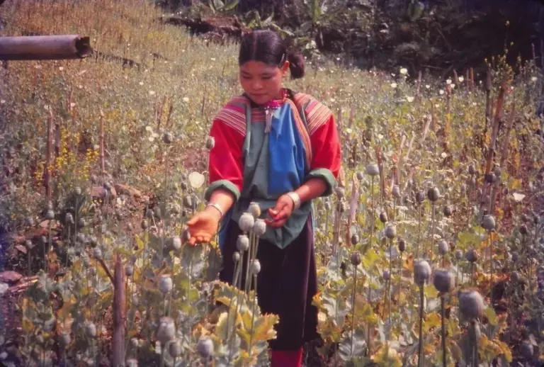 17 Aug, 1907 U.S.A. Opium Smuggling